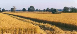 semplificazione settore agricolo