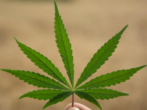 legalizzazione marijuana italia