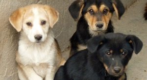 adozione cani randagi