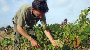 disoccupazione agricola