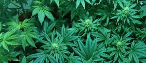 marijuana