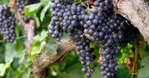 settore vitivinicolo