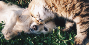 Detrazione Spese Veterinarie