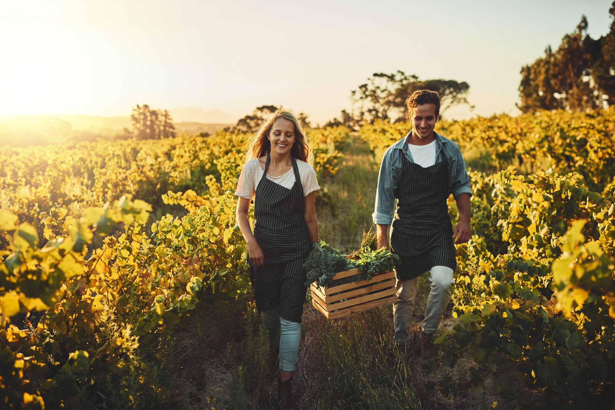 Bonus giovani agricoltori, credito con F24: domande da oggi. Ecco il modello da utilizzare